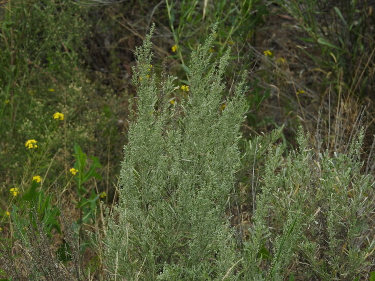 Big Sagebrush (Artemisia tridentata)