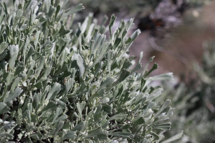 Big Sagebrush (Artemisia tridentata)