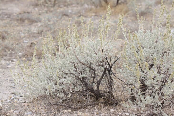 Big Sagebrush (Artemisia tridentata)