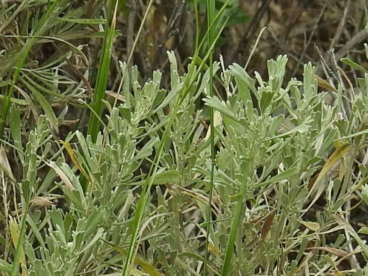 Big Sagebrush (Artemisia tridentata)