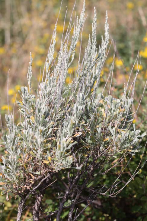 Big Sagebrush (Artemisia tridentata)
