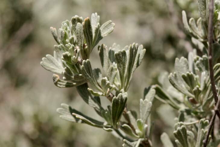 Big Sagebrush (Artemisia tridentata)