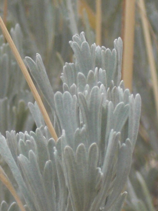 Big Sagebrush (Artemisia tridentata)