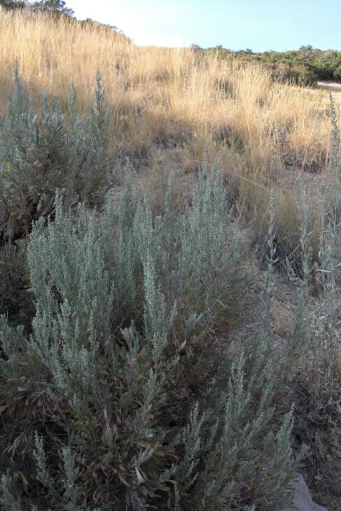 Big Sagebrush (Artemisia tridentata)