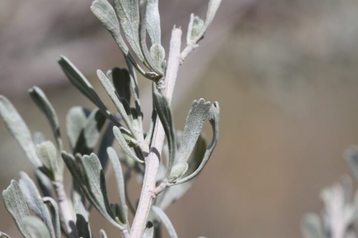 Big Sagebrush (Artemisia tridentata)