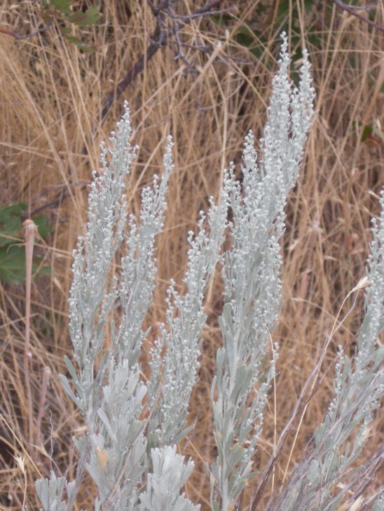 Big Sagebrush (Artemisia tridentata)