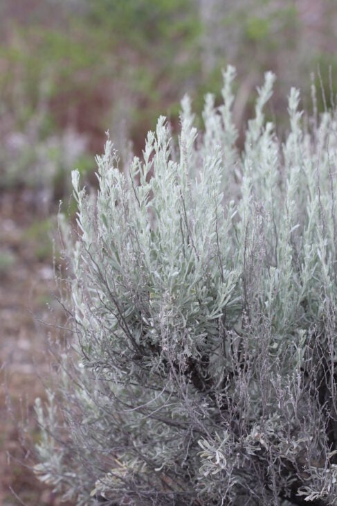 Big Sagebrush (Artemisia tridentata)