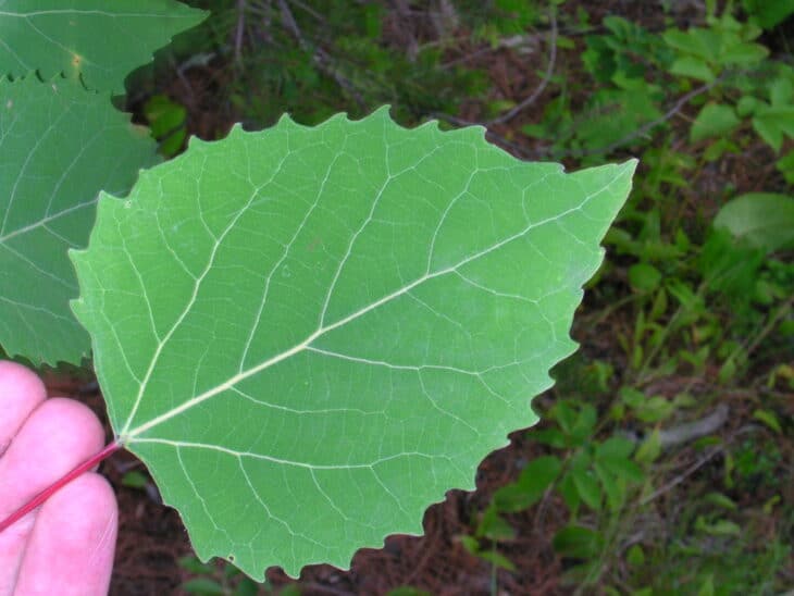 Big-tooth Aspen (Populus grandidentata)