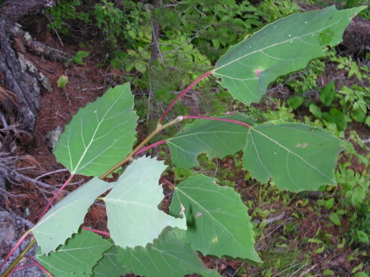 Big-tooth Aspen (Populus grandidentata)