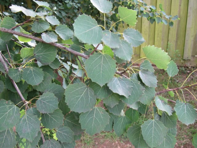 Big-tooth Aspen (Populus grandidentata)