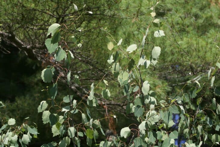 Big-tooth Aspen (Populus grandidentata)