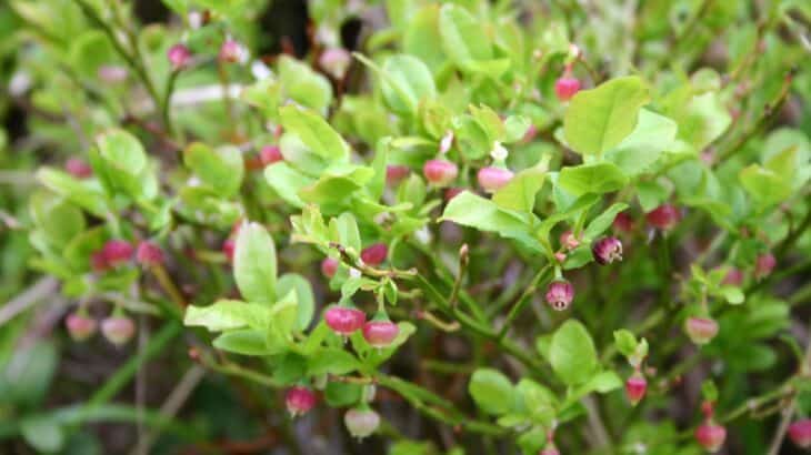 Bilberry (Vaccinium myrtillus)