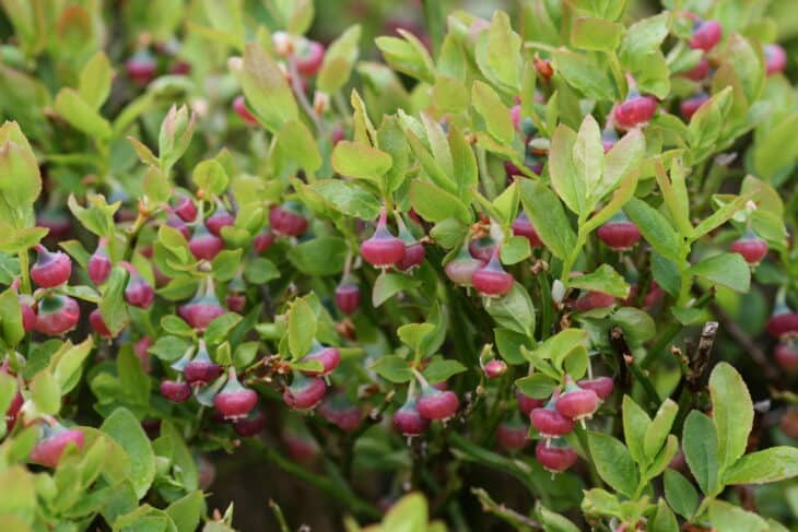 Bilberry (Vaccinium myrtillus)
