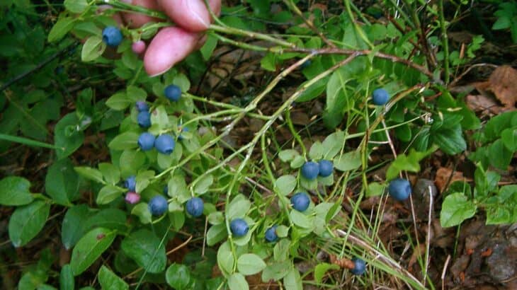 Bilberry (Vaccinium myrtillus)