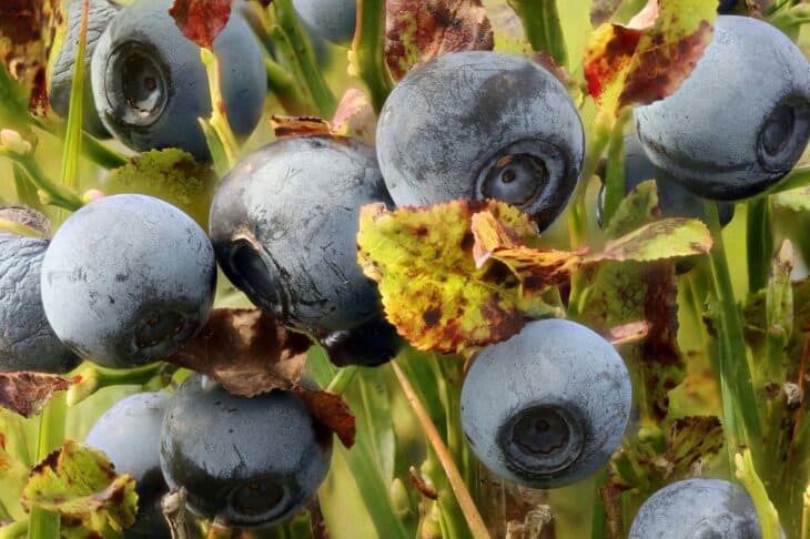 Bilberry (Vaccinium myrtillus)