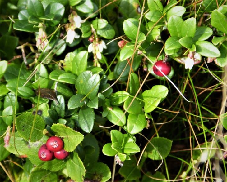 Bilberry (Vaccinium myrtillus)