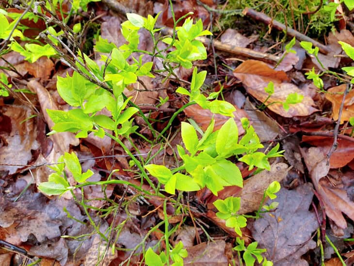 Bilberry (Vaccinium myrtillus)