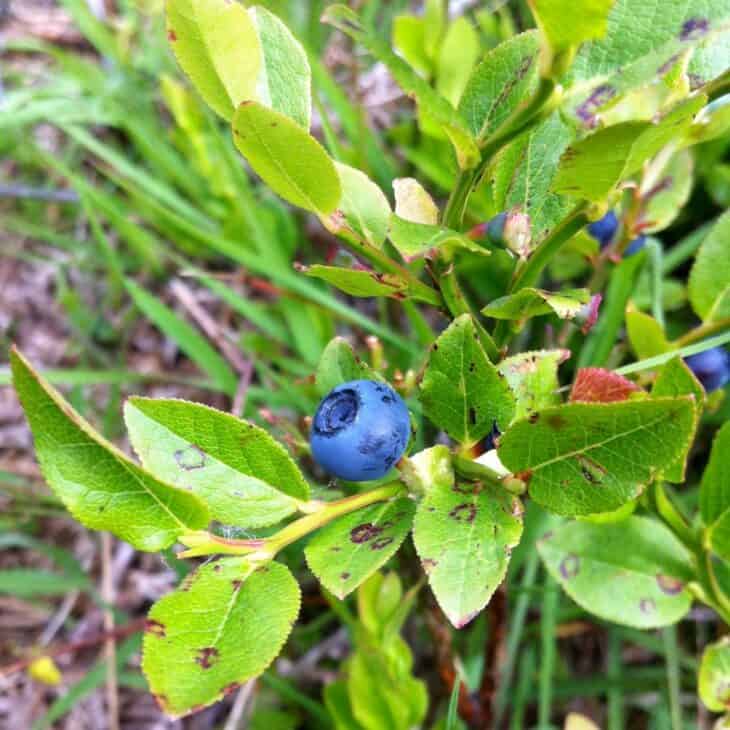 Bilberry (Vaccinium myrtillus)