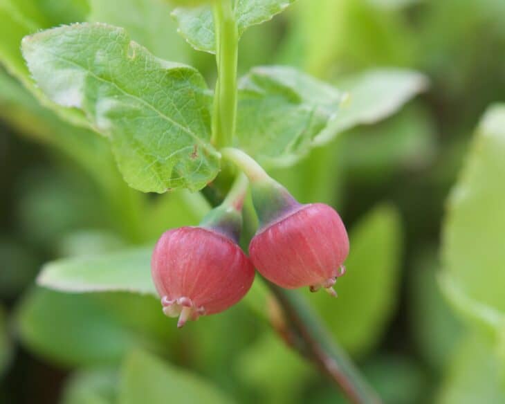 Bilberry (Vaccinium myrtillus)
