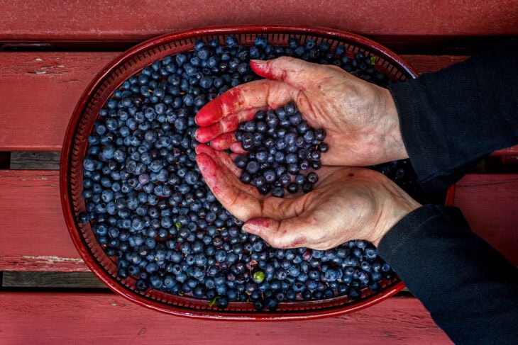 Bilberry (Vaccinium myrtillus)