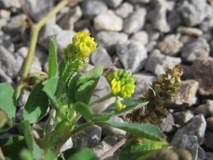 Black Medic (Medicago lupulina)