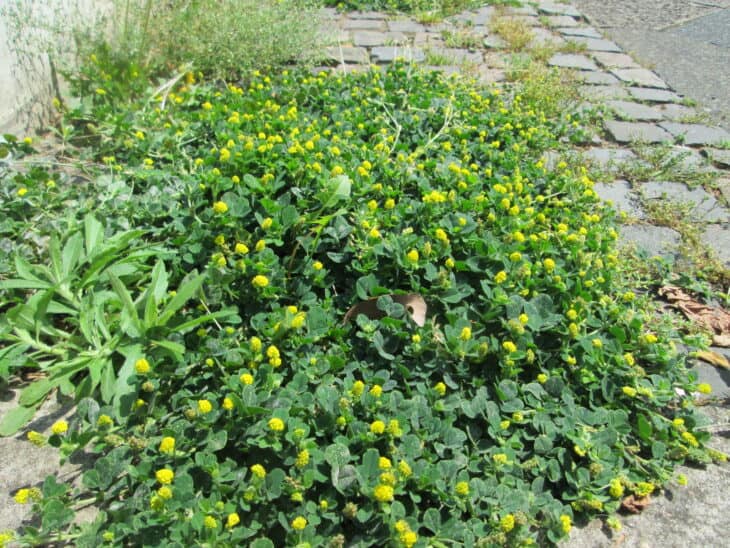 Black Medic (Medicago lupulina)