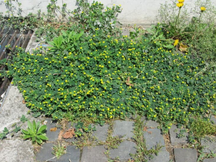 Black Medic (Medicago lupulina)