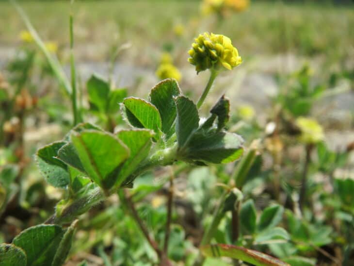 Black Medic (Medicago lupulina)