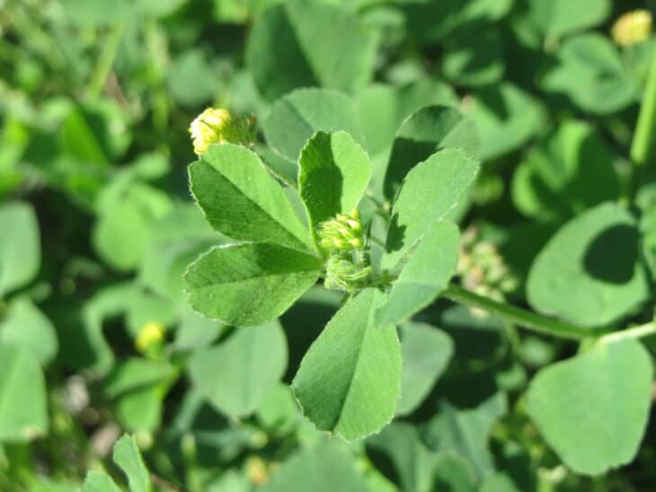 Black Medic (Medicago lupulina)