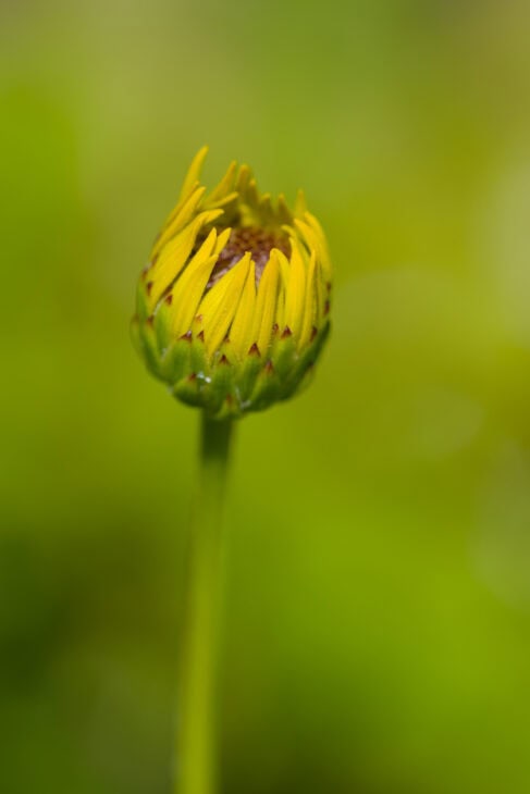Black-eyed Susan (Rudbeckia hirta)