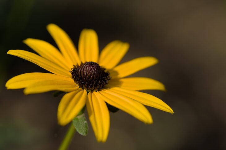 Black-eyed Susan (Rudbeckia hirta)
