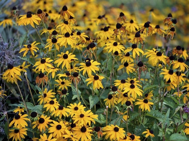 Black-eyed Susan (Rudbeckia hirta)