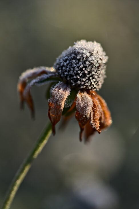 Black-eyed Susan (Rudbeckia hirta)