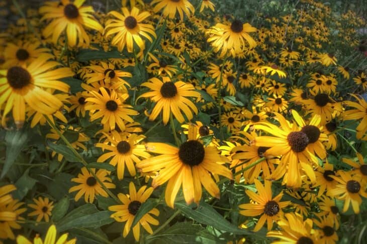 Black-eyed Susan (Rudbeckia hirta)