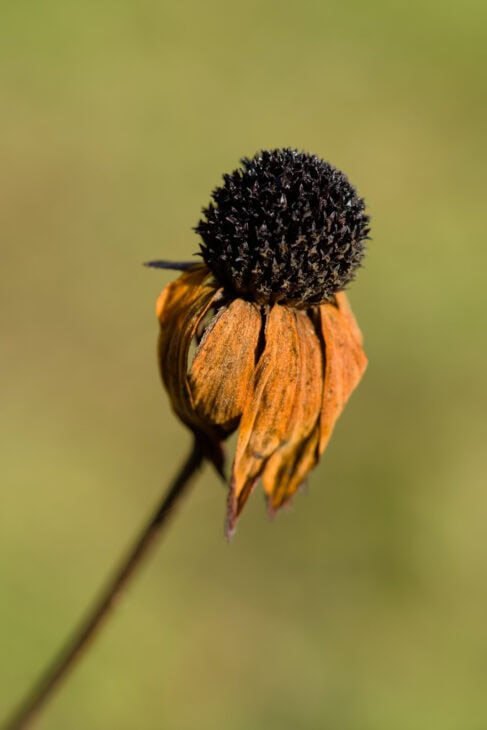 Black-eyed Susan (Rudbeckia hirta)