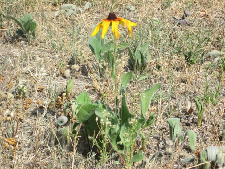 Black-eyed Susan (Rudbeckia hirta)