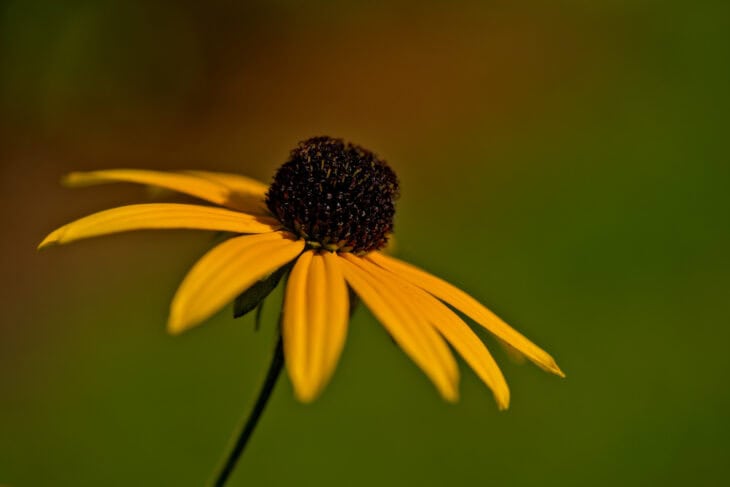 Black-eyed Susan (Rudbeckia hirta)