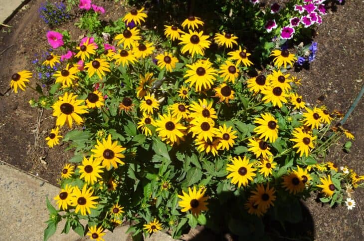 Black-eyed Susan (Rudbeckia hirta)