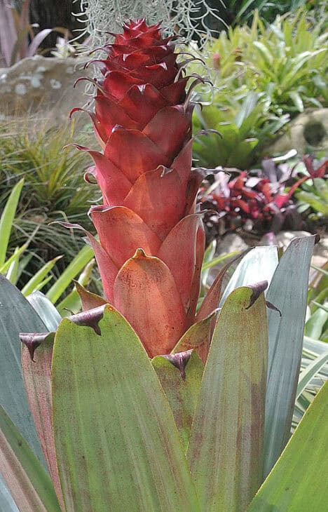 Bromeliad (Alcantarea imperialis)