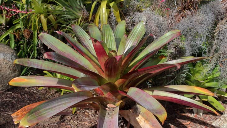 Bromeliad (Alcantarea imperialis)