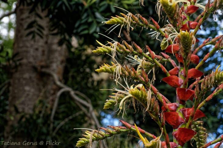 Bromeliad (Alcantarea imperialis)