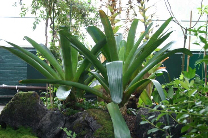 Bromeliad (Alcantarea imperialis)