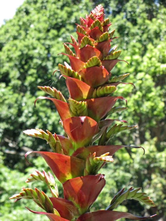 Bromeliad (Alcantarea imperialis)