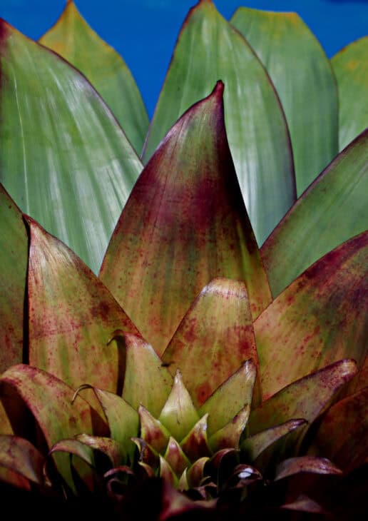 Bromeliad (Alcantarea imperialis)