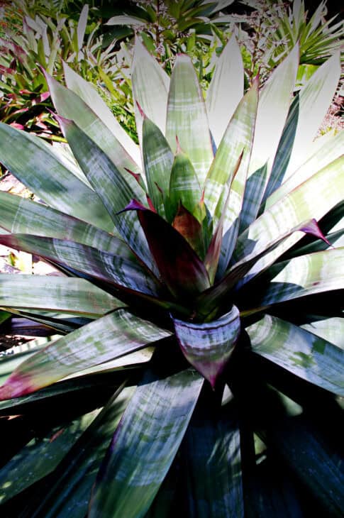 Bromeliad (Alcantarea imperialis)