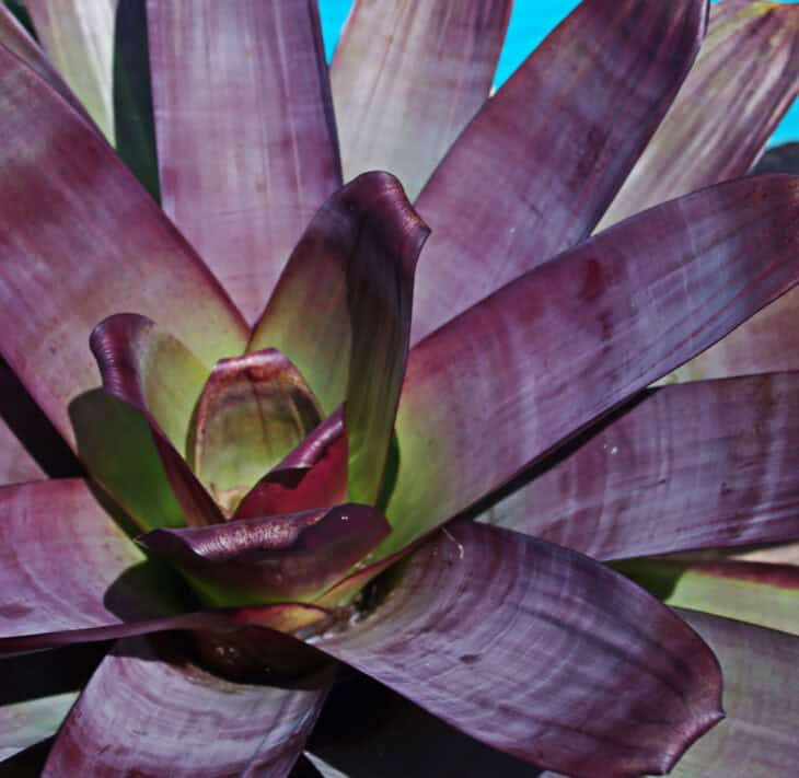 Bromeliad (Alcantarea imperialis)