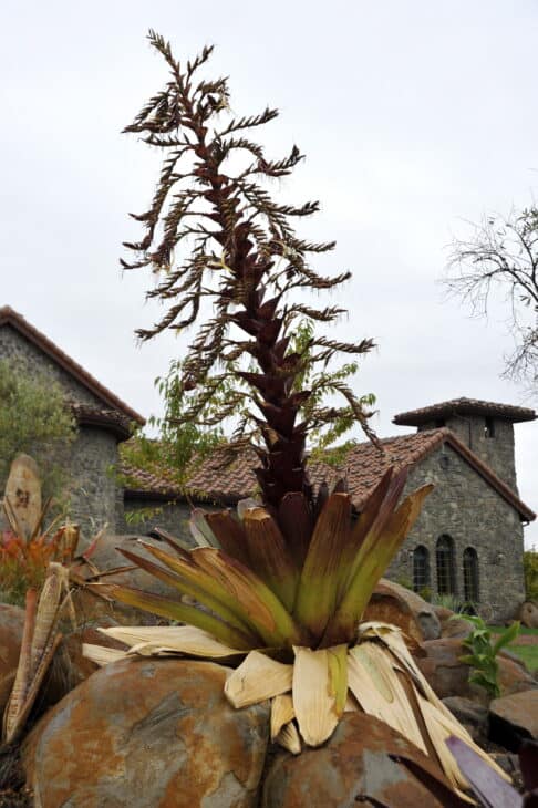 Bromeliad (Alcantarea imperialis)