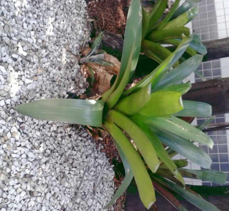 Bromeliad (Alcantarea imperialis)