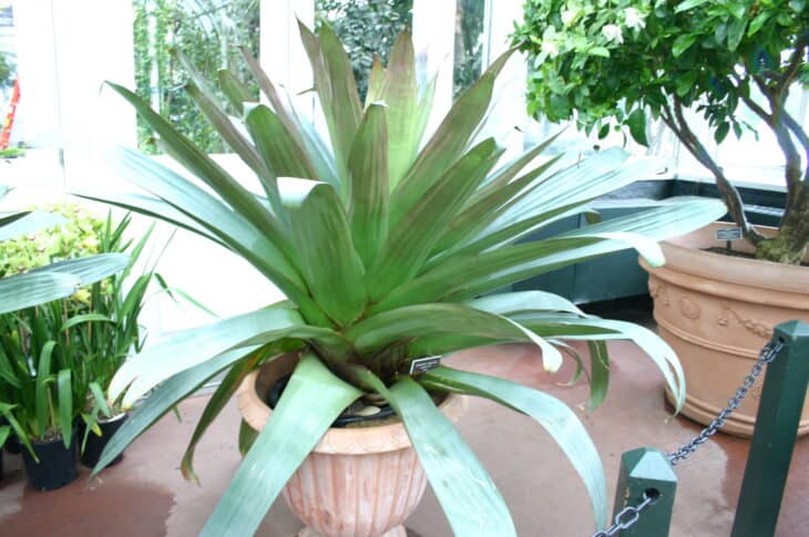 Bromeliad (Alcantarea imperialis)