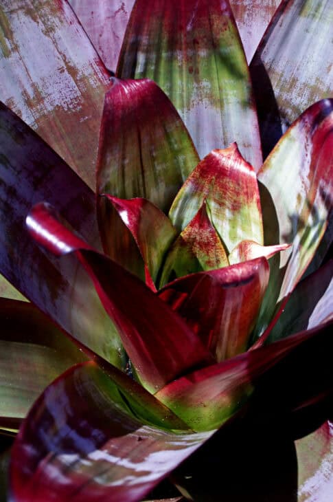 Bromeliad (Alcantarea imperialis)